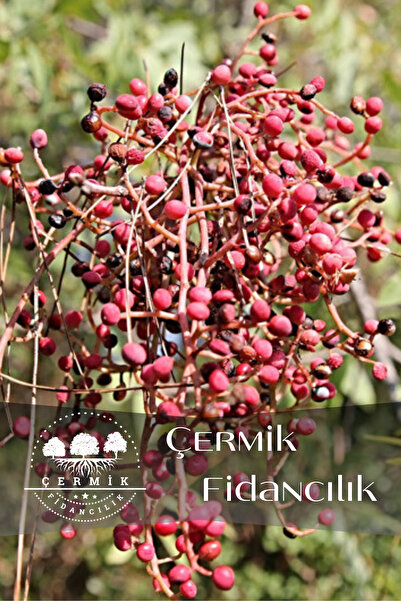 ÇERMİK FİDANCILIK Menengiç Çitlembik Ağacı Fidanı 2 Yaş
