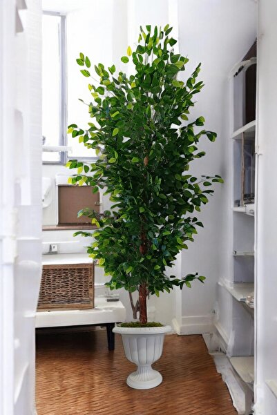 Genel Markalar Yapay Benjamin Ağacı 180 Cm Beyaz Nergis Saksıda Gelicektir