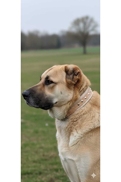 Yetişkin Köpek Tasması