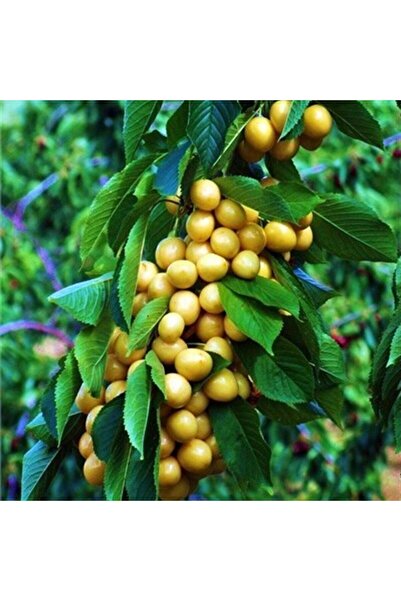 E-fidancim Yüksek Verimli Tüplü Tam Bodur Starks Gold Sarı Kiraz Fidanı