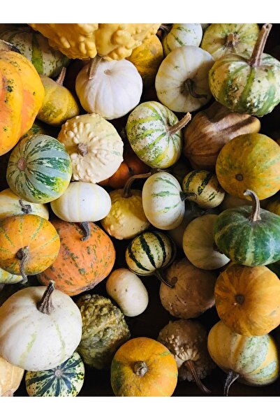 SUKULENTİSTANBUL Mini Süs Kabakları 5'li Set ( Karma Türler) -Minyatür Kabak