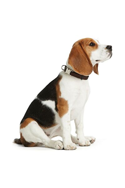 Hunter Dog collar Alu-Strong Grey Size M (40-55 cm)