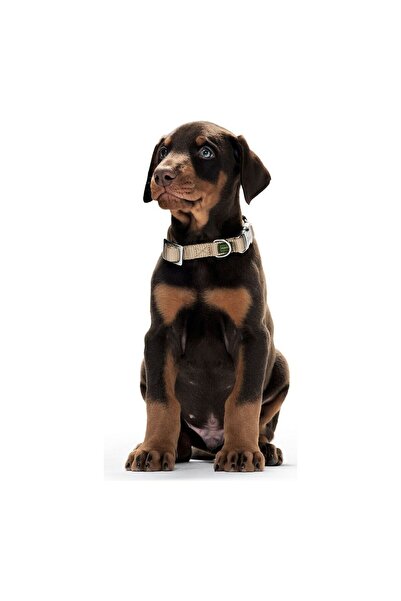 Hunter Dog collar Alu-Strong Brown Size L (45-65 cm)