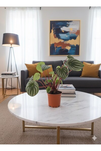 bitkidünyam Karpuz Peperomia Argyreia (Watermelon Peperomia) - Eşsiz Yaprak D...