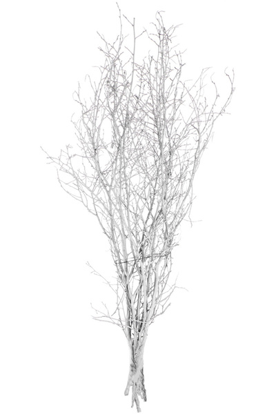 Herdekora Kuru Bitki, Gürgen Dalı, Beyaz - 60-80 cm
