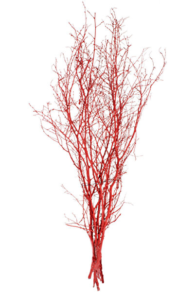 Herdekora Kuru Bitki, Gürgen Dalı, Kırmızı - 60-80 cm