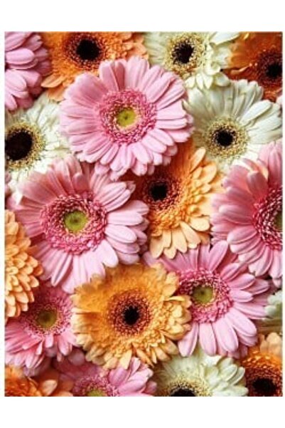 Krista Tablou pe pânză 903 Pictură pe numere, crizanteme pastelate, 40x50 cm
