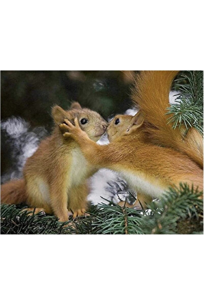 Krista Tablou pe pânză GLE71013 Goblen Diamante rotunde, 50 x 40 cm, Chipmunk