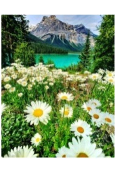 Krista Tablou pe pânză PM1004 Margarete la munte, pictură pe numere, cu ramă ...