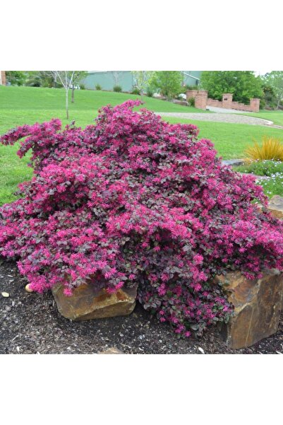 ASES Geniş forumlu saksıda Loropetalum (Loropetalum Chinense Rubrum)boy 100-1...