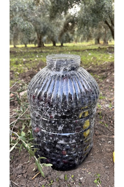 Kırmalık Siyah Ham Gemlik (Trilye) Akhisar 10 KG