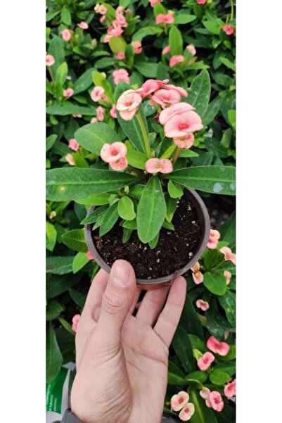 Mimoza Dikenler Tacı Çiçeği Fidanı 10-20 cm