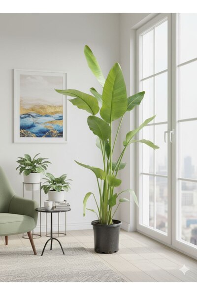 bitkidünyam Dev Cennet Kuşu Starliçe 3 Köklü 200 - 250 cm