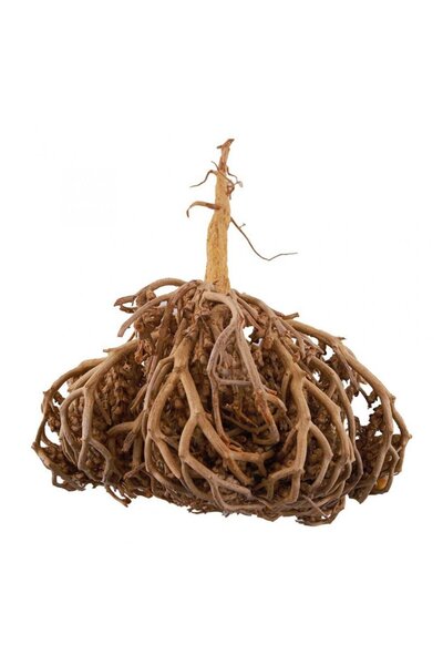 Attar Chaste Tree (Vitex agnus-castus) Herb 250g