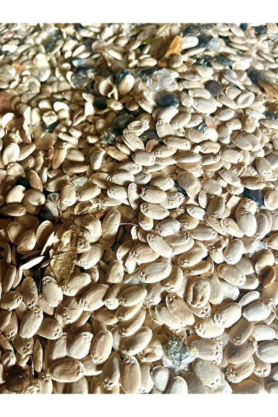 YOUC Design LİF KABAĞI / SÜNGER KABAĞI / KABAK LİFİ /TOHUMU