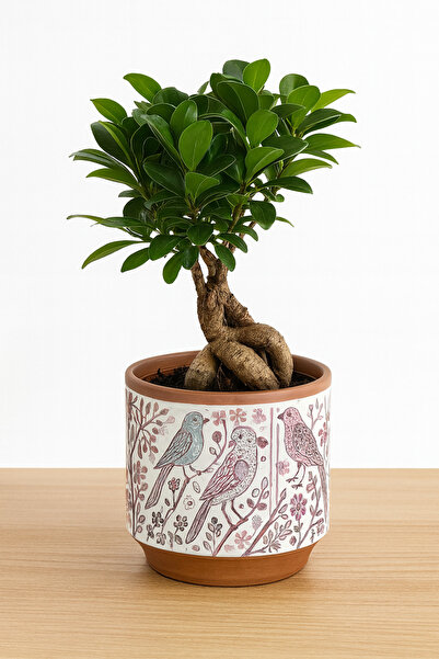 Floryalibotanik Ficus Gingseng Bonsai Ağacı / İç Mekan Hediyelik Bitki
