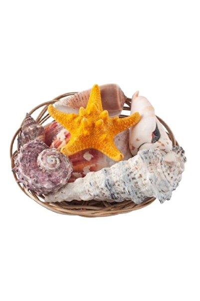 OEM Decorative basket with assorted sea shells, 10x3.5 cm, multicolor