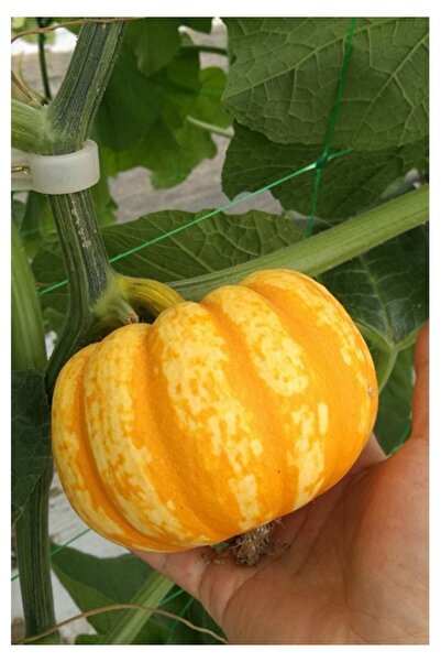 Köy Tohumları 10 Tohum Sarı Sivilceli Süs Bal Kabağı Tohumu Mini Süs Kabak Tohumu Süs Kış Kabağı