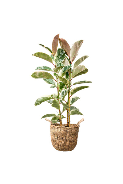 Fidanburada Beyaz Alacalı Kauçuk - 2 Gövdeli - Large (Ficus Elastica Tineke) ...