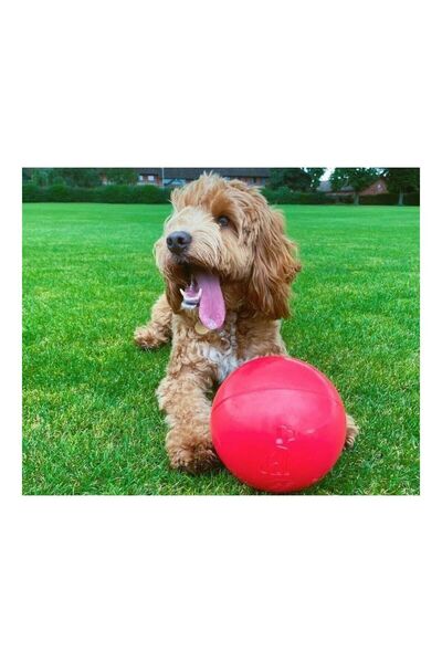 Company Of Animals Jucărie pentru câini Boomer Albastru (250mm)