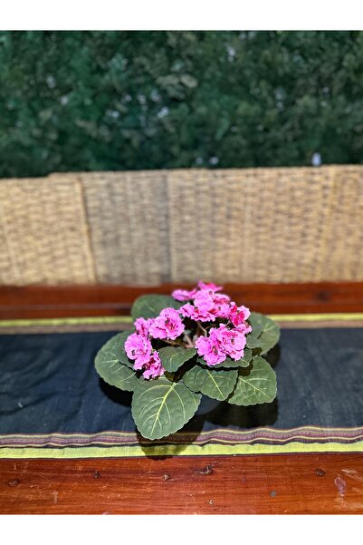 ASÇ YAPAY ÇİÇEK Afrika Menekşe Pembe