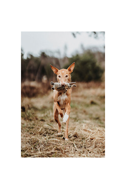 Hunter Jucărie de pluș pentru câini, bej, vulpe 100% reciclată