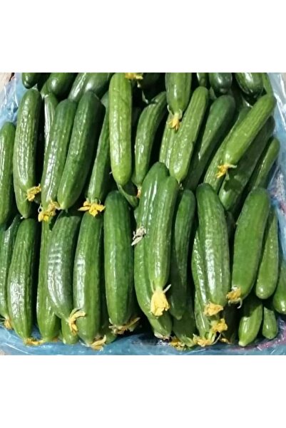 Meyve Akdeniz Bahçesinden 1 Kğ Salatalık (Sipariş Gelince Hasat Edilir)