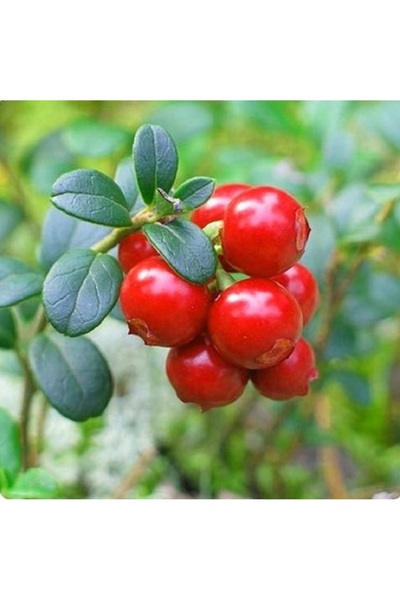 prestijiseed 10 Adet Cranberry Tohumu Turna Yemişi Tohumu Yaban Mersini Tohumu