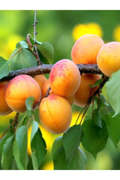 fidanzade ŞEKERPARE kayısı fidanı 3 yaşlı 120cm-150 cm yarı bodur anaça aşılıdır