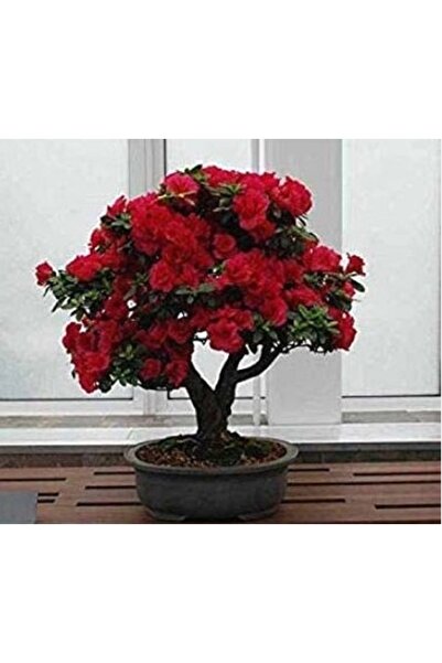 prestijiseed Ekim Seti Bodur Bonsai Kırmızı Gül Ağacı Tohumu 5 Adet Tohum + S...