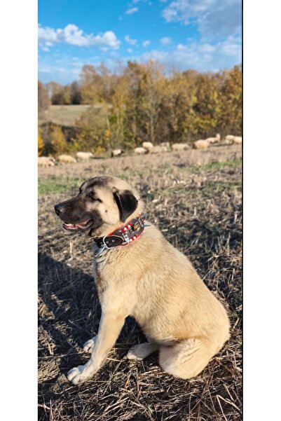 Sürmeli Tasma Kangal Shepherd Dog Collar Genuine Buffalo Leather with 2 Bells...