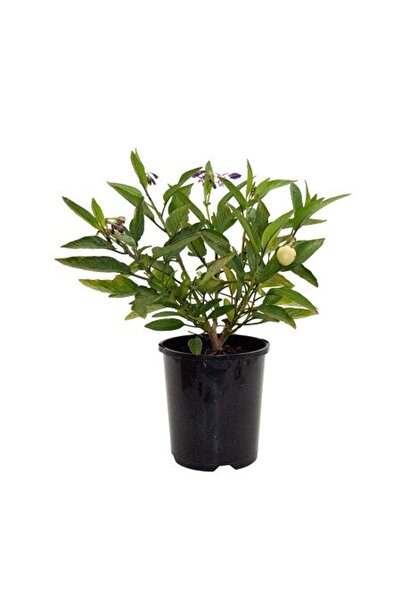 Mimoza Pepino Fidesi Ağaç Kavunu 10-20 cm