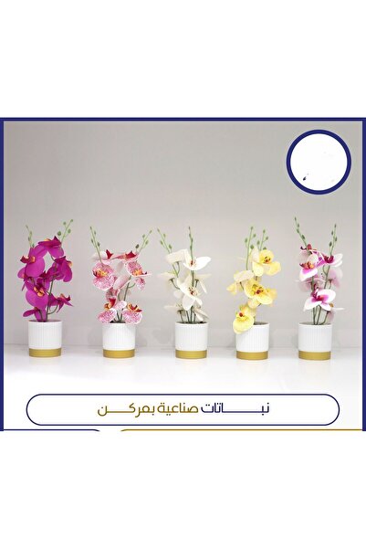 ALSAHA Two multi-colored orchid flowers with pots