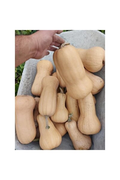 PROFIT SEEDS Seminte dovlecel placintar FRISCO F1 (250 sem)