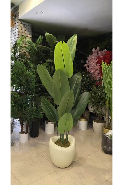 İremÇiçekçilik Krem Hacimli Eğri Karbonfiber saksıda Yeni Starliçe - 190 cm