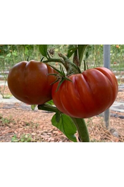 PROFIT SEEDS Seminte tomate MARMALYSA F1 (100 sem)