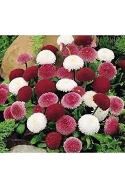 Tohumcumm 100 Adet Tohum Nadir Karışık Ponpon Çiçeği Tohumu Mezar Çiçeği Saksı Topraklı
