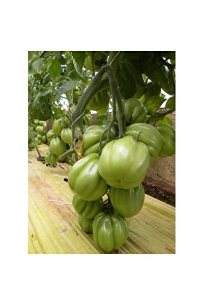 PROFIT SEEDS Seminte tomate CICERONE F1 (100 sem)