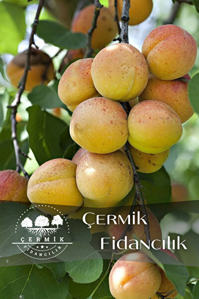 ÇERMİK FİDANCILIK Malatya Kayısı Fidanıı 3 Yaş