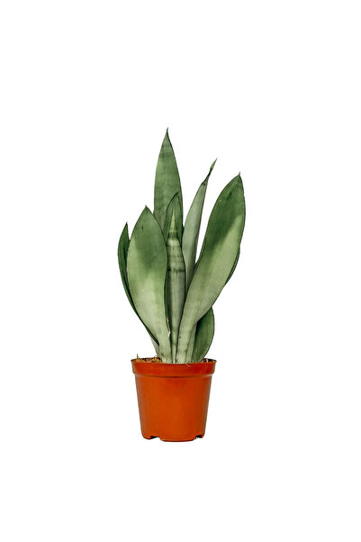 Fidanburada Paşa Kılıcı Mini (Sansevieria Moonshine)