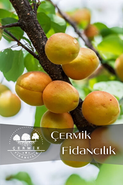 ÇERMİK FİDANCILIK Iğdır Şalak Kayısı Fidanıı 3 Yaş