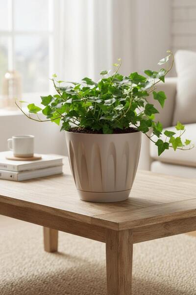 Bliss Papatya Saksı 6 lt Parlak Plastik Kendinden Tabaklı Drenajlı Çiçek Saksısı