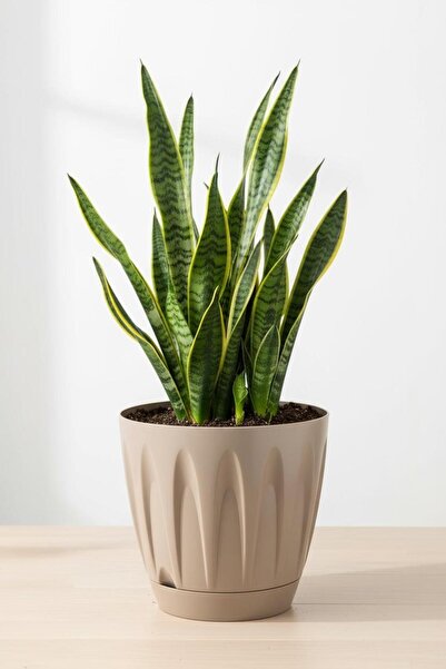 Bliss Papatya Saksı 3 lt Parlak Plastik Kendinden Tabaklı Drenajlı Çiçek Saksısı