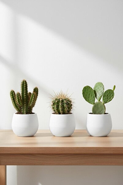 Bliss Serinova Elvan Kaktüs Saksı 3'lü No 0,13 Lt