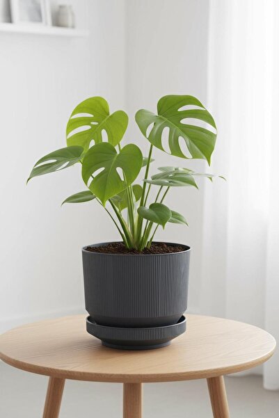 Bliss 3,3 Litre Antrasit Dekoratif Lüks Saksı İç Dış Mekan Tabaklı Plastik Çiçek Saksısı