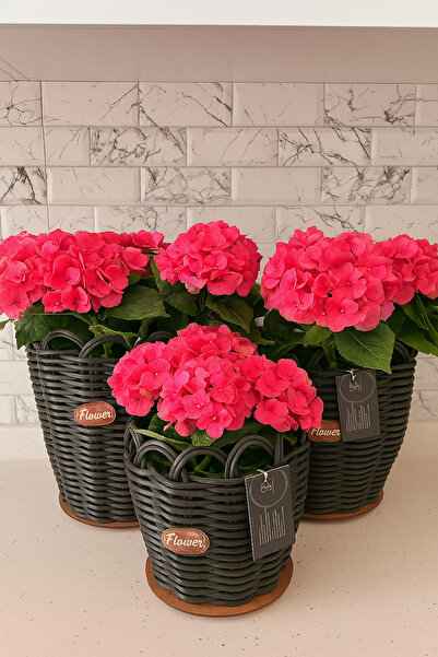 RaddanCore Siyah Renk Premium Saksı Kılıfı 3'Lü Set