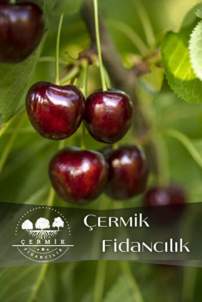ÇERMİK FİDANCILIK Napolyon Kiraz Fidanı 3 Yaş
