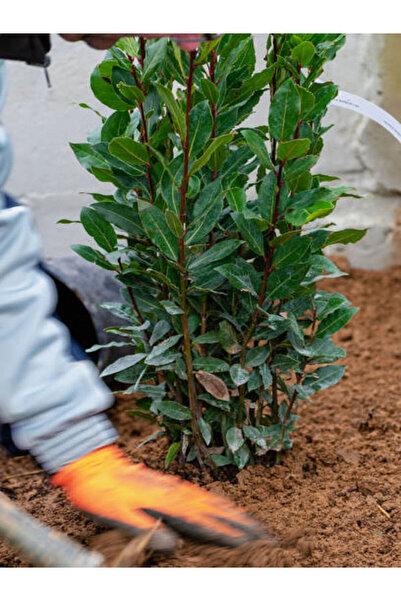 Bitkim Sende Videolu Mis Kokulu 1 Adet Defne Ağacı Fidanı 60-120cm Saksılı\tüplü (LAUREL TREE SAPLİNG)