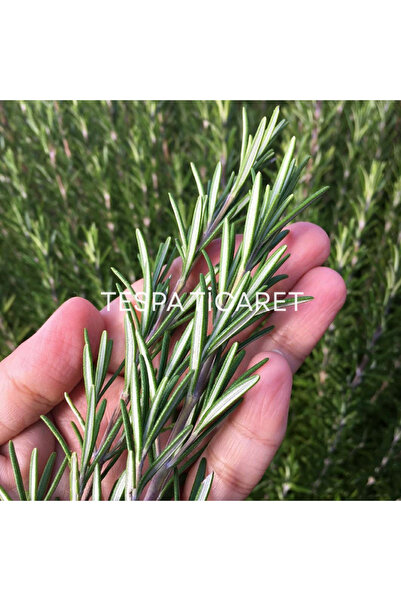 Organikiste Doğal Biberiye 100g | Bahçeden Dalından Toplanmış, Taze Aromatik ...