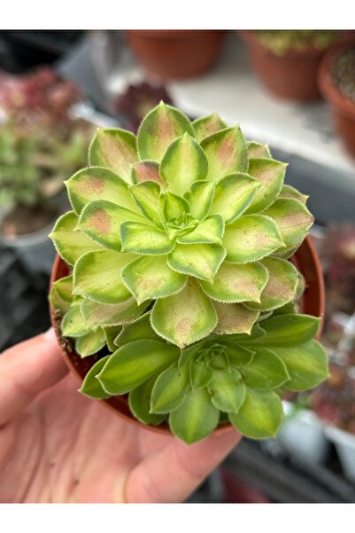 SukuLand Aeonium Shaohua kore ithal koleksiyonluk özel tür sukulent 10cm saksıda